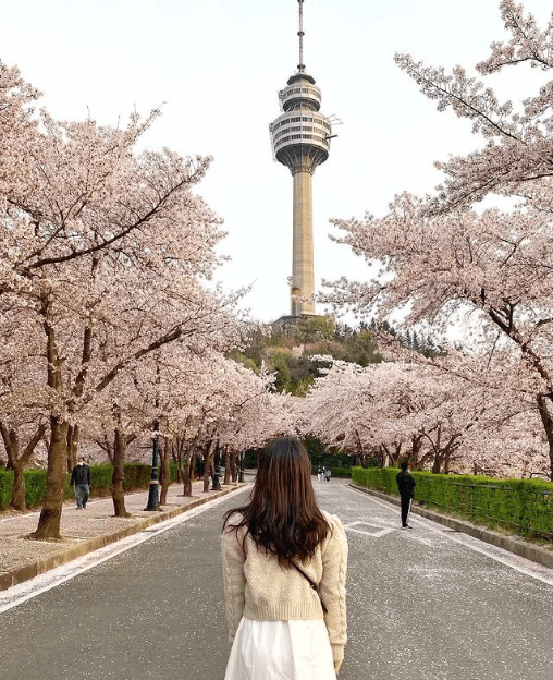 대구 이월드 벚꽃 축제 관련사진