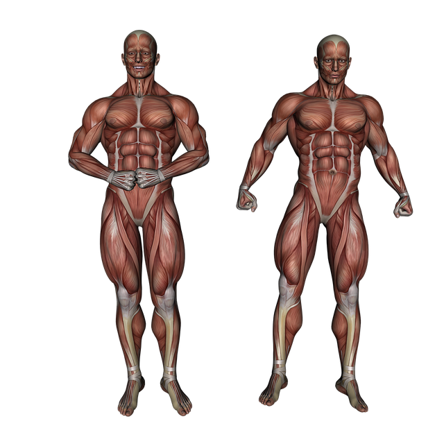 근육의 부속장치, 신경, 일반적 구조(accessory organs, nerve supply, general structures)