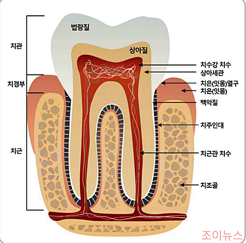 충치란? 치아의 구조를 먼저 알아두면 이해하기 좋습니다.