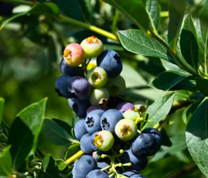 췌장염에 좋은 음식 영양제 식단