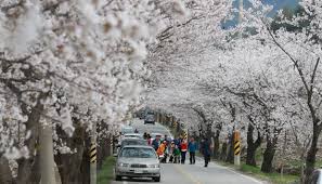 제22회 함양 백운산 벚꽃축제 기본일정과 프로그램 소개