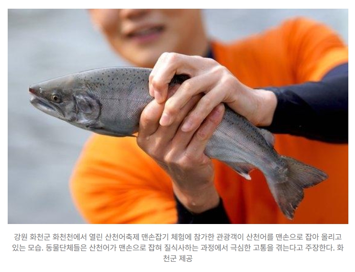 산천어축제 맨손잡기