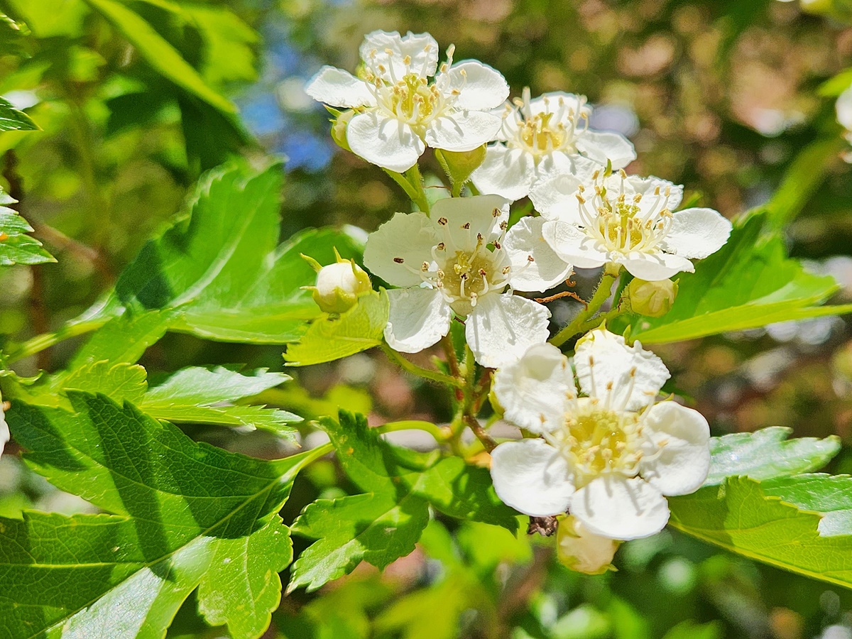산사나무
