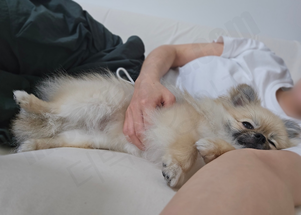 편안하게 누워 있는 강아지