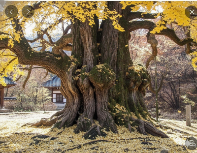 1000년된 은행나무 이미지