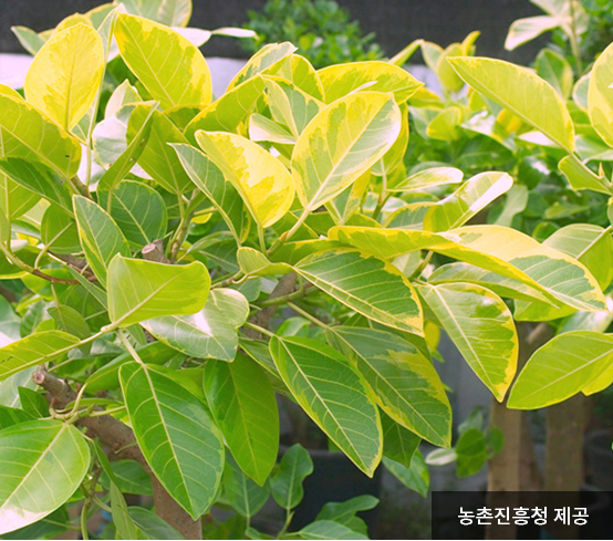 공기정화식물-벵갈고무나무