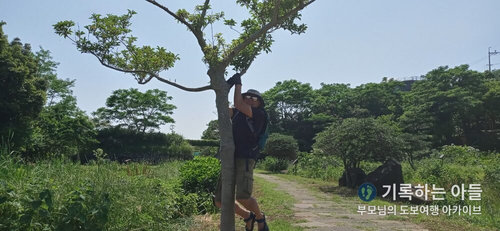 예래생태공원 나무 매달린 포즈