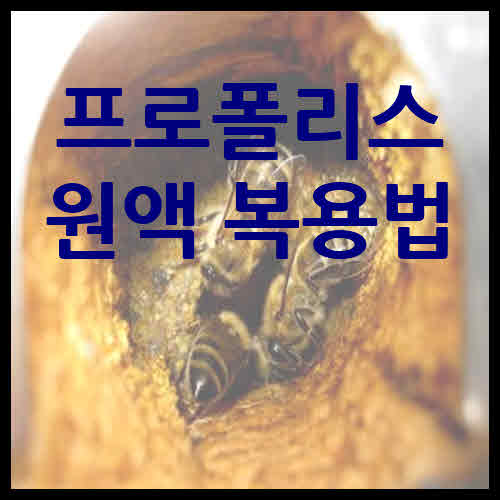 프로폴리스 원액 복용법