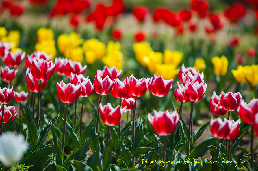 남해-장평지-사진5