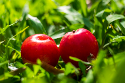 여름 과일 자두