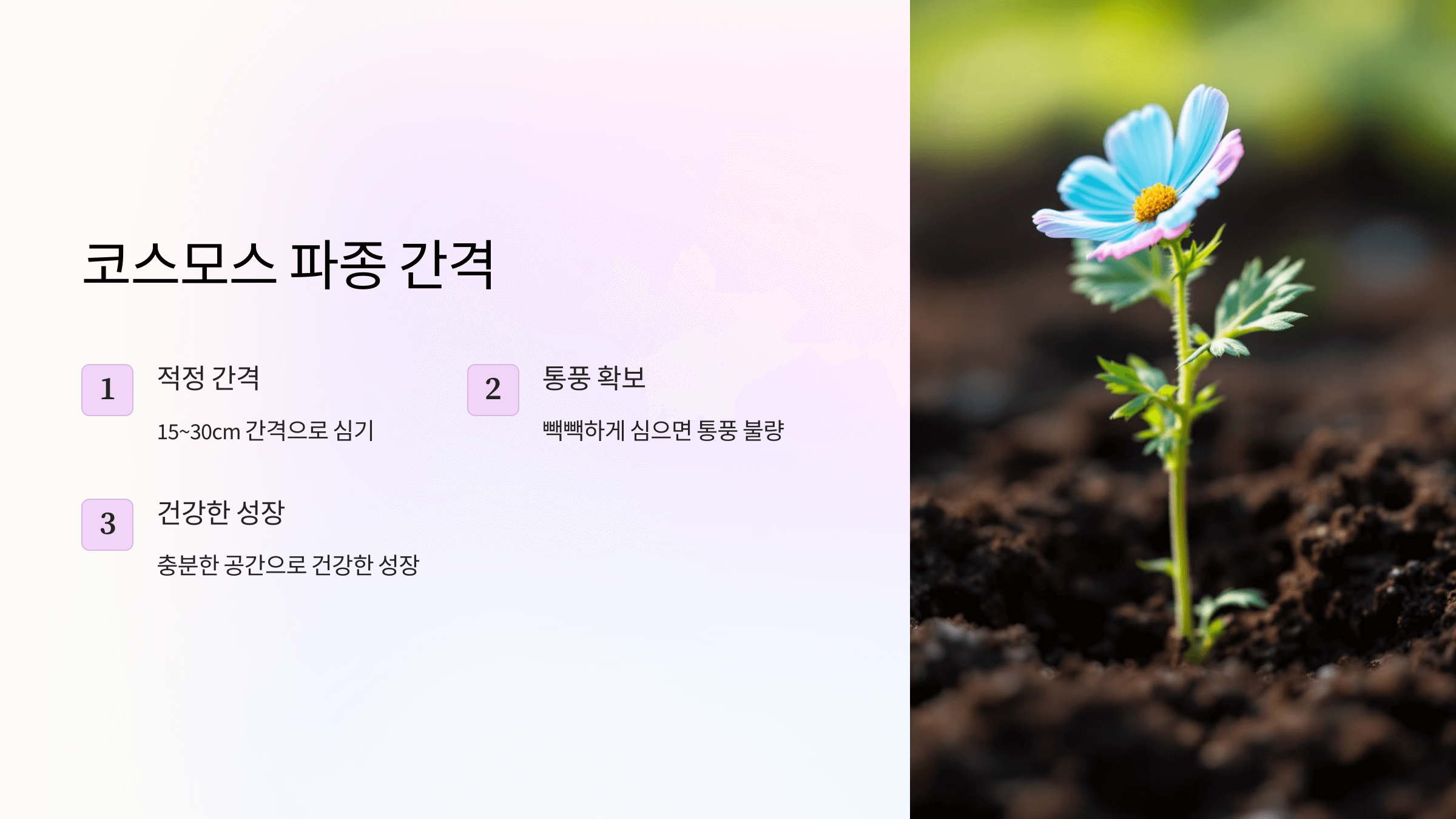 코스모스 사진입니다.