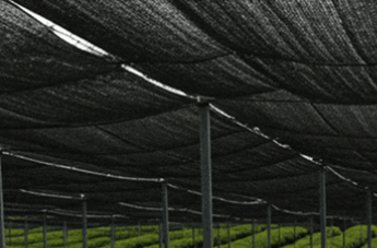 녹차 말차 차이