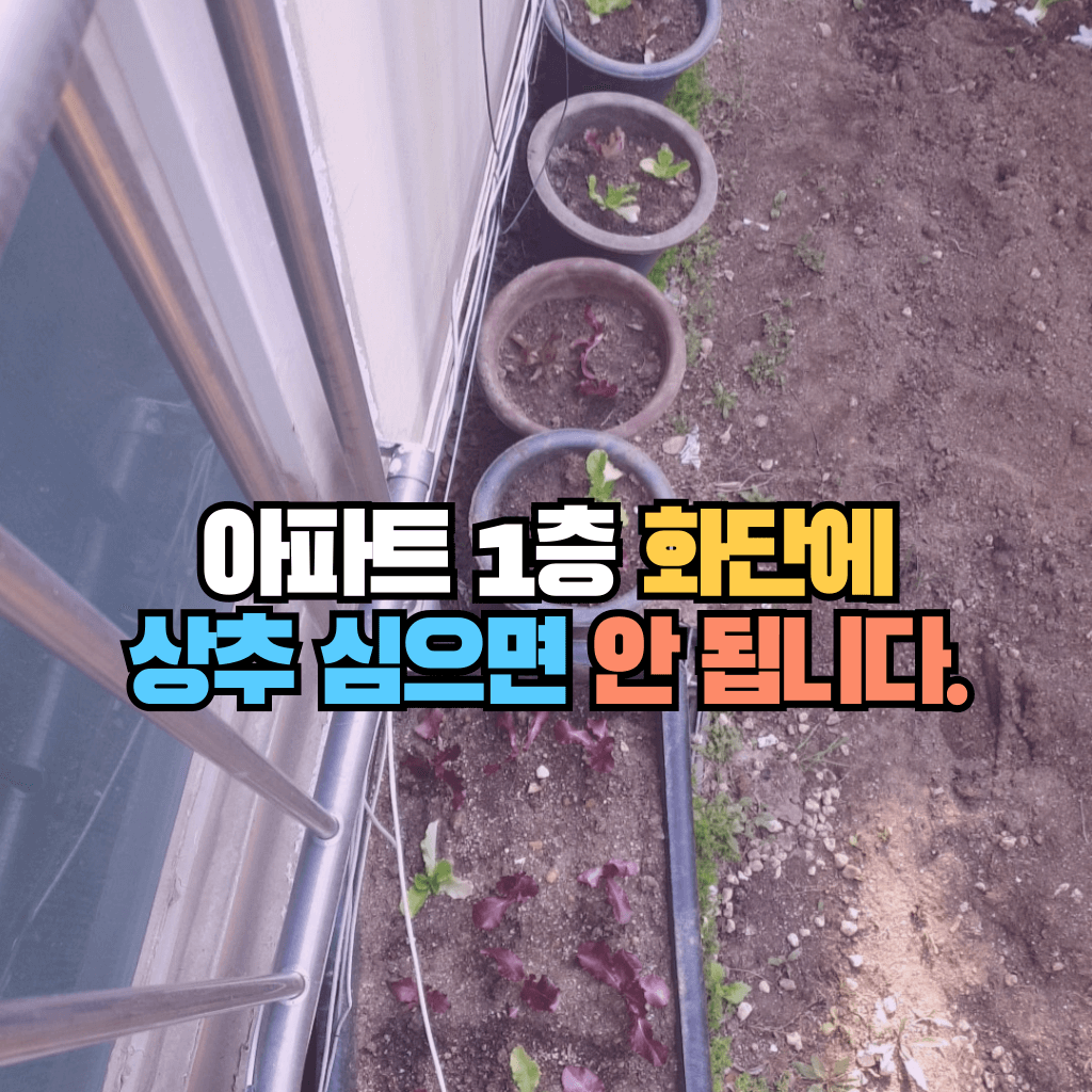 아파트 1층 화단에 상추 심으면 안 됩니다.