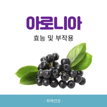 아로니아 효능 칼로리 권장섭취량_2