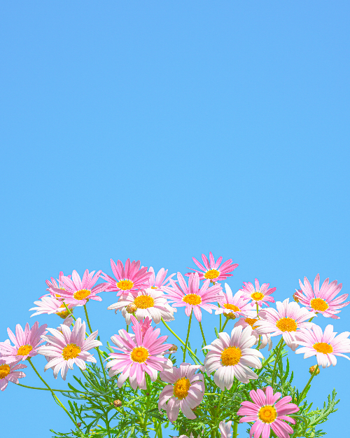 Alpha 1ㅣSEL135F18GMㅣ@musteries