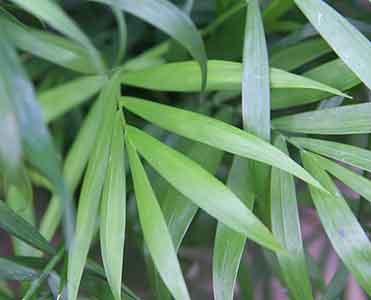 아파트에서-키우기-쉬운-식물-테이블-야자