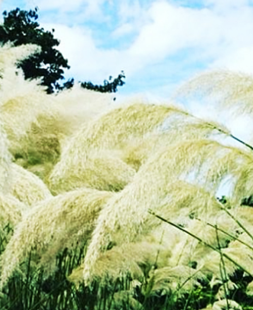 태안-풀빌라-펜션