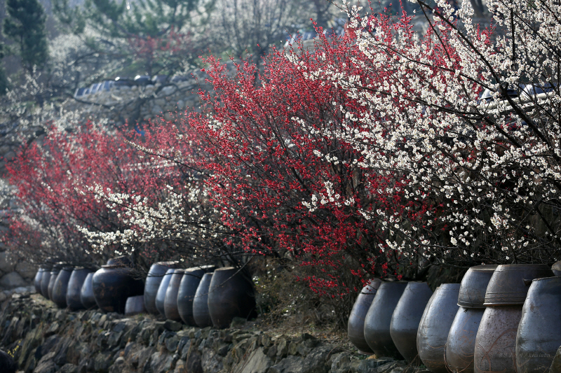 광양 청매실농원 : 섬진강과 장독대가 어우러진 봄꽃 여행지