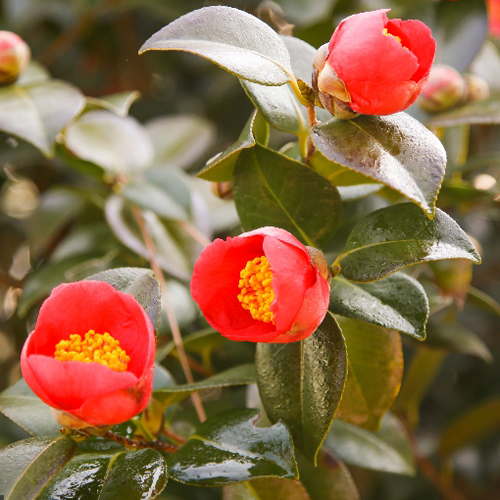 서천마량리 동백나무숲