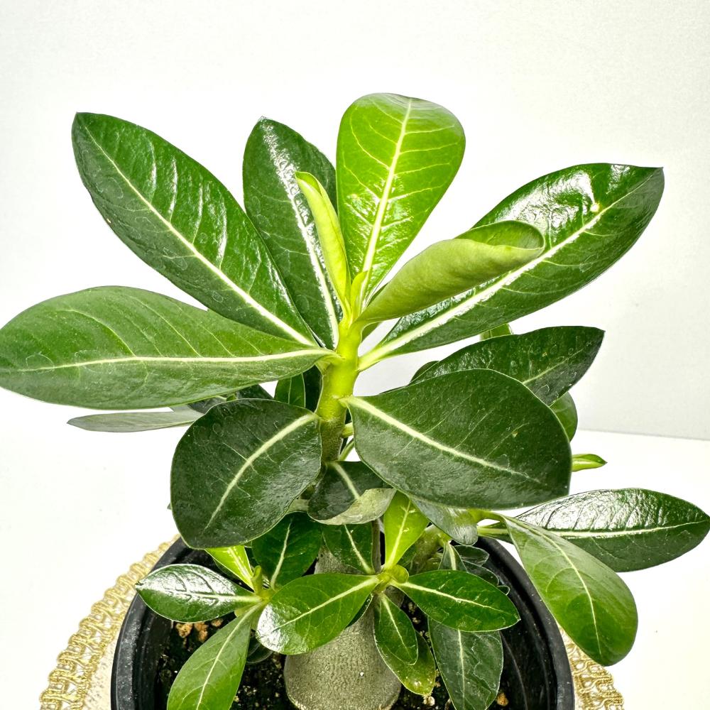 아데니움 키우기 석화 바오밥나무 키우는법