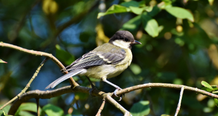 시 못 위의 잠의 내용과 관련된 이미지