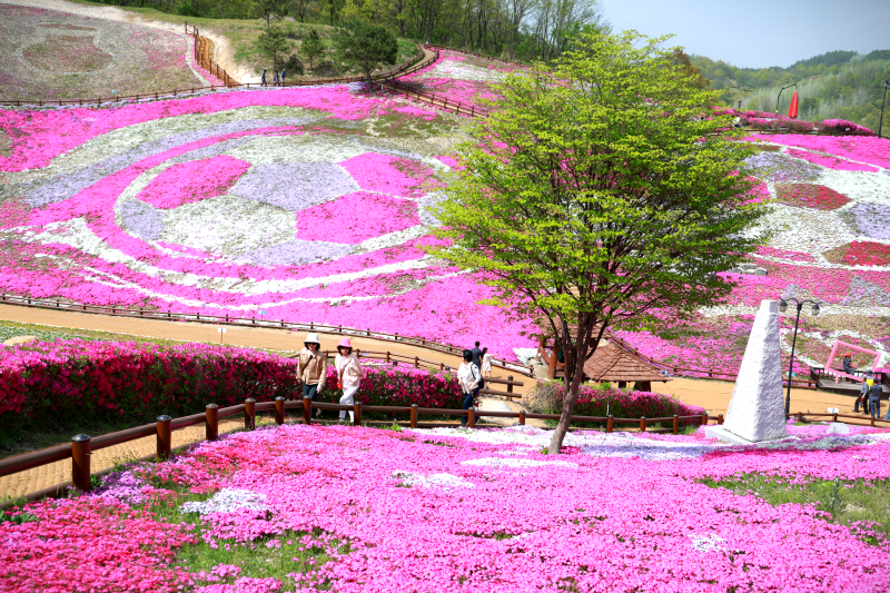 [4월~ 5월 축제]산청 꽃잔디 축제 &amp; 철쭉❘꽃잔디, 철쭉 개화 상황, 생초국제조각공원의 모습