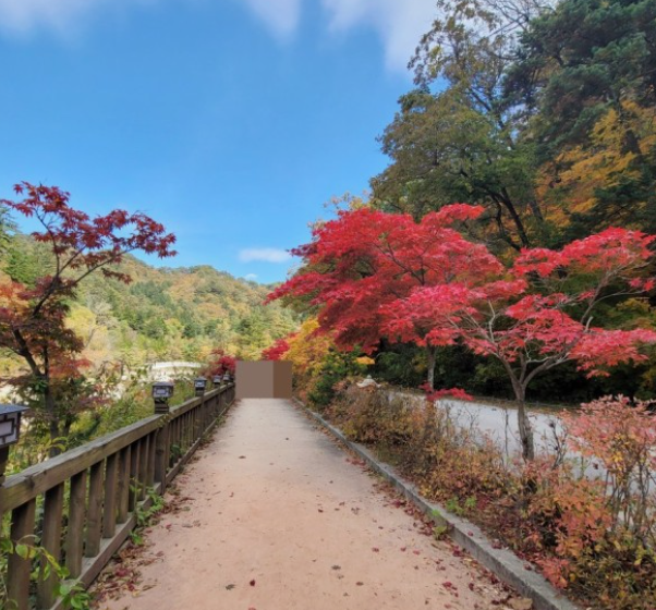 오대산 단풍