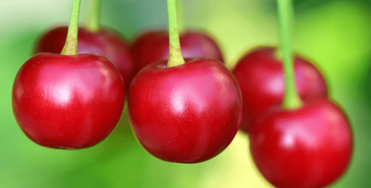 체리 사진 - 7