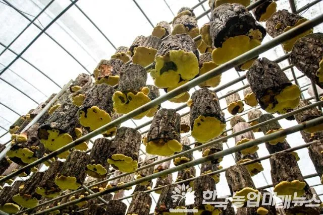 상황버섯 재배 톱밥 배지 균사 배양 환기 관리_2