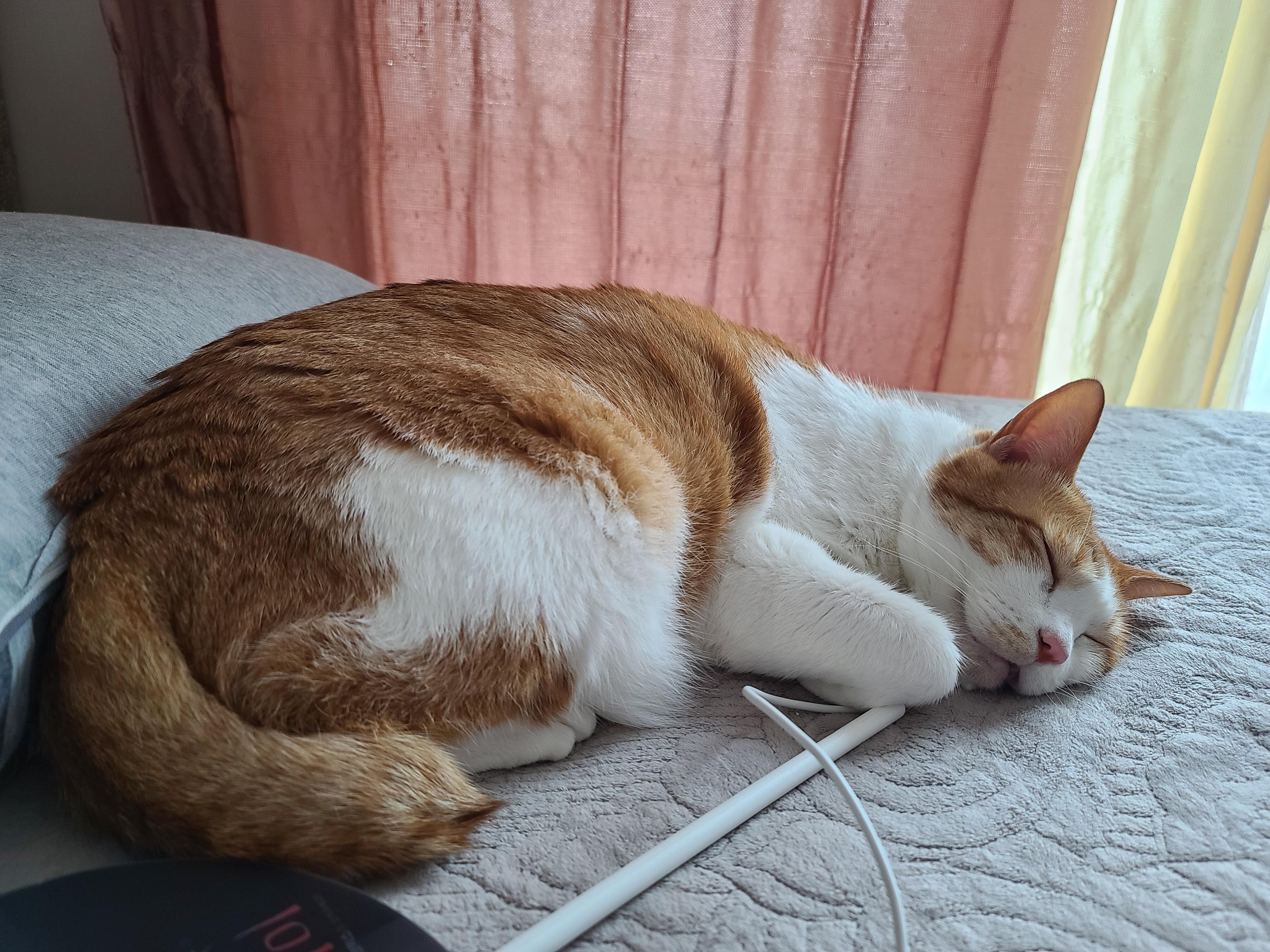 힘든 월요일은 막둥이의 귀여움으로 극복!