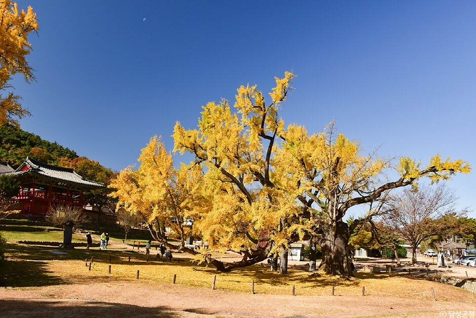 대구 가볼만한 단풍 여행은 어디일까? 대구 단풍 여행 총정리!