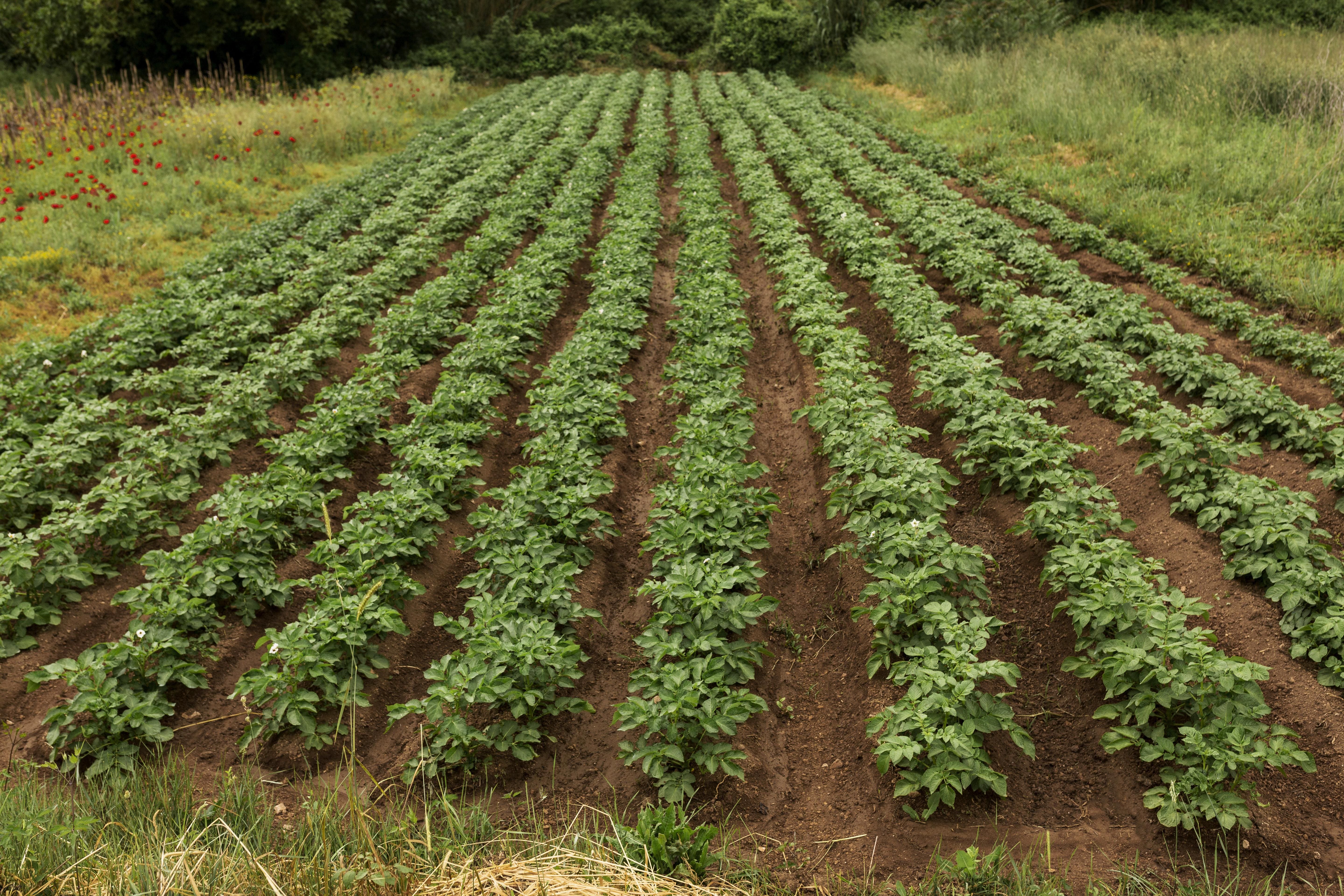 <a href="https://kr.freepik.com/free-photo/sweet-potatoes-with-growing-plants_1014491.htm#query=%EC%8B%B9%EB%82%9C%20%EA%B3%A0%EA%B5%AC%EB%A7%88&position=5&from_view=search&track=ais&uuid=08ed6d41-1409-4c88-be75-8820e8d48060">작가 ilovehz</a> 출처 Freepik