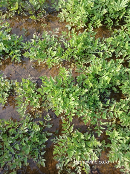 Wide view of a water-grown minari field – natural aquatic herb ideal for flushing toxins. / 물에서 자란 미나리밭의 넓은 장면 – 독소 배출에 적합한 수생 채소의 자연 그대로 모습.