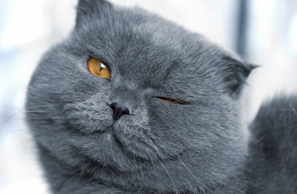 윙크하고 있는 고양이.