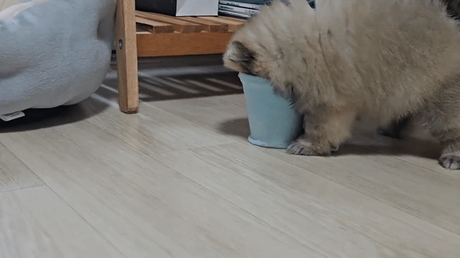 종이컵 속에 간식을 꺼내 먹으며 노는 강아지