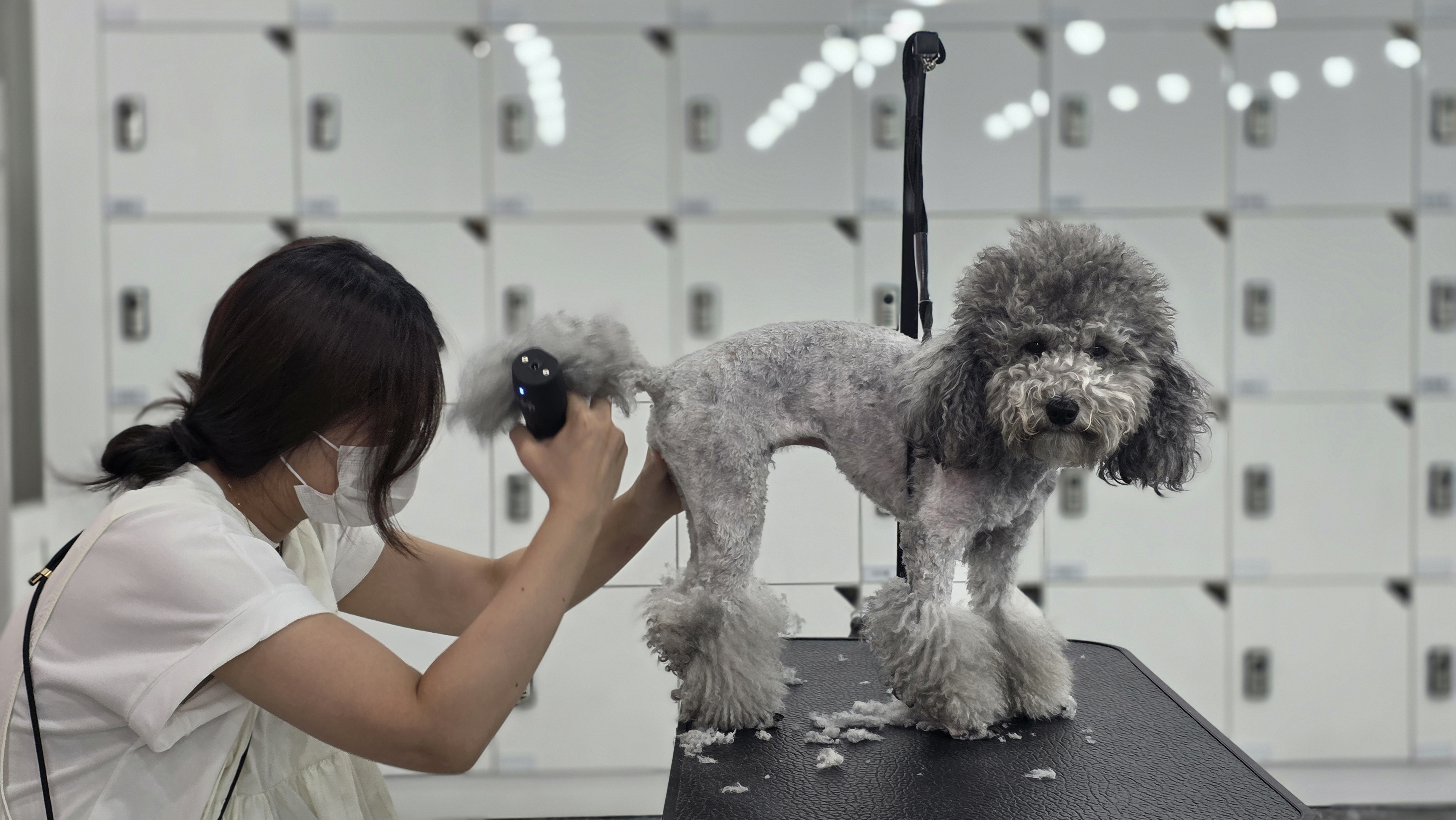 애견미용자격증학원