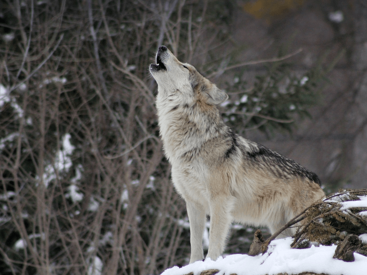 늑대 꿈 해몽 풀이