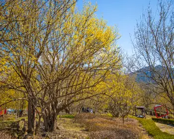 구례 산수유축제_12