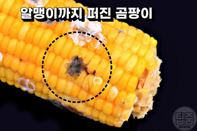 초당 옥수수 보관법,옥수수 검은색 검은점,팁줌