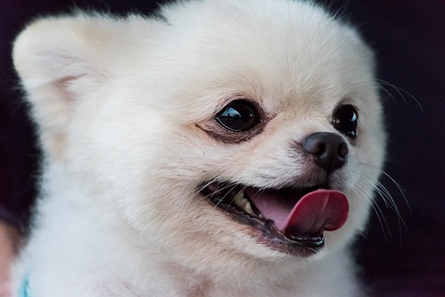 포메라니안 털관리 빗질은 필수