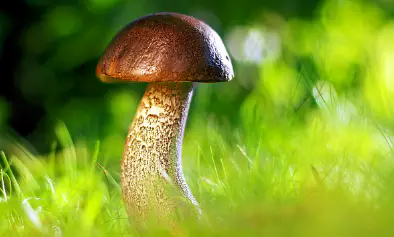 면역력을-높이는-방법-면역력에-좋은-음식-건강