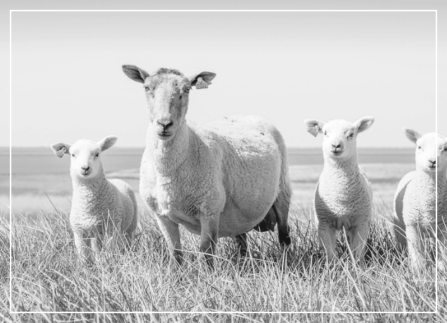 내실을 다지는 안정 지향의 시기