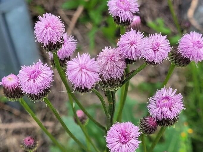 지칭개의 효능 6가지와 먹는 법&amp;#44; 꽃말&amp;#44; 부작용