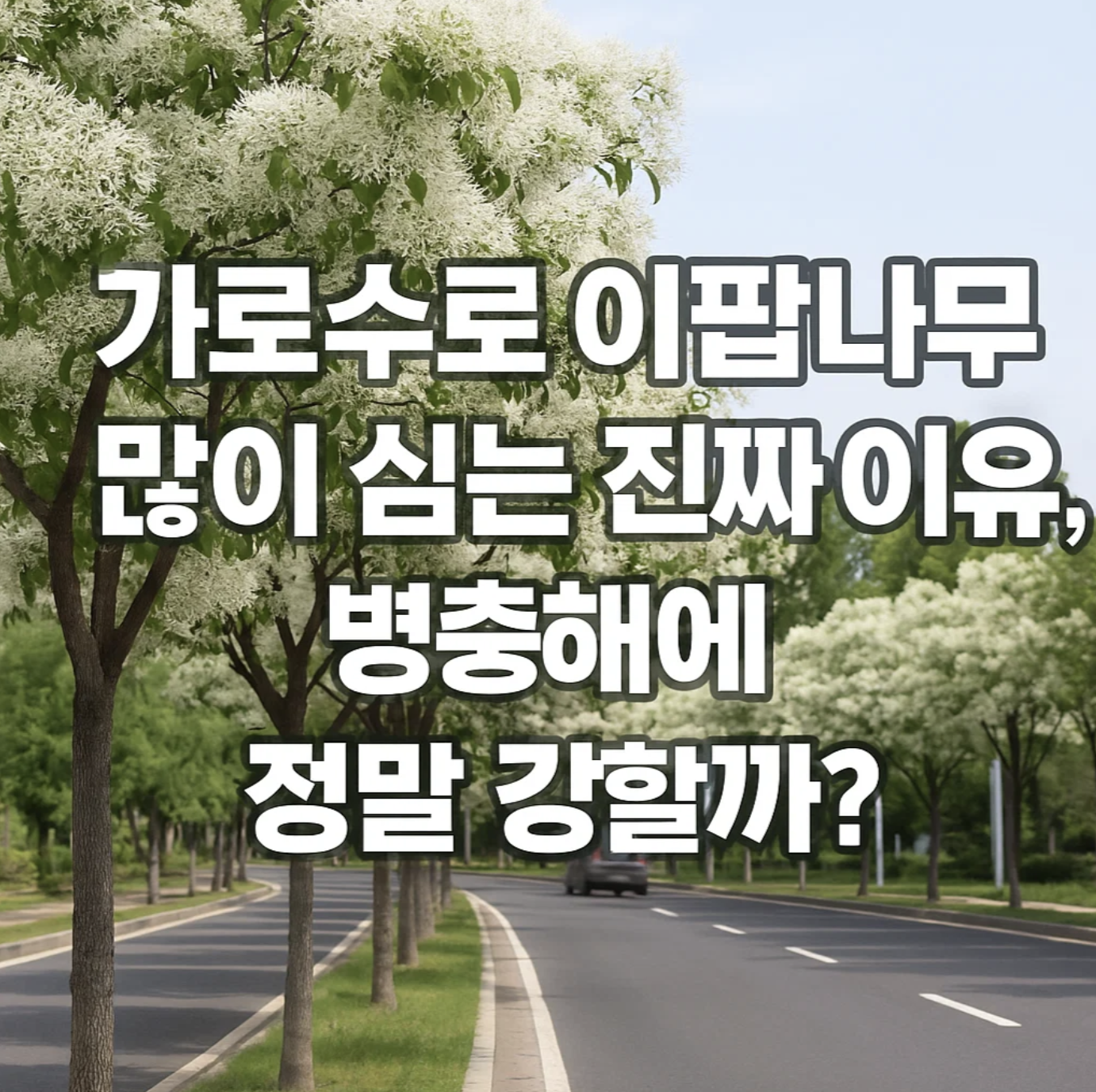 가로수로 이팝나무 많이 심는 진짜 이유, 병충해에 정말 강할까?