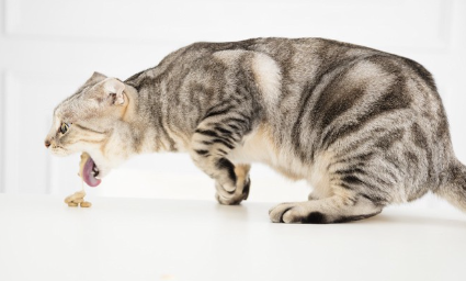 음식을 토하고 있는 고양이.