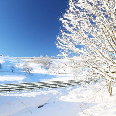 국내 겨울 여행지 눈 덮인 평창 양떼목장