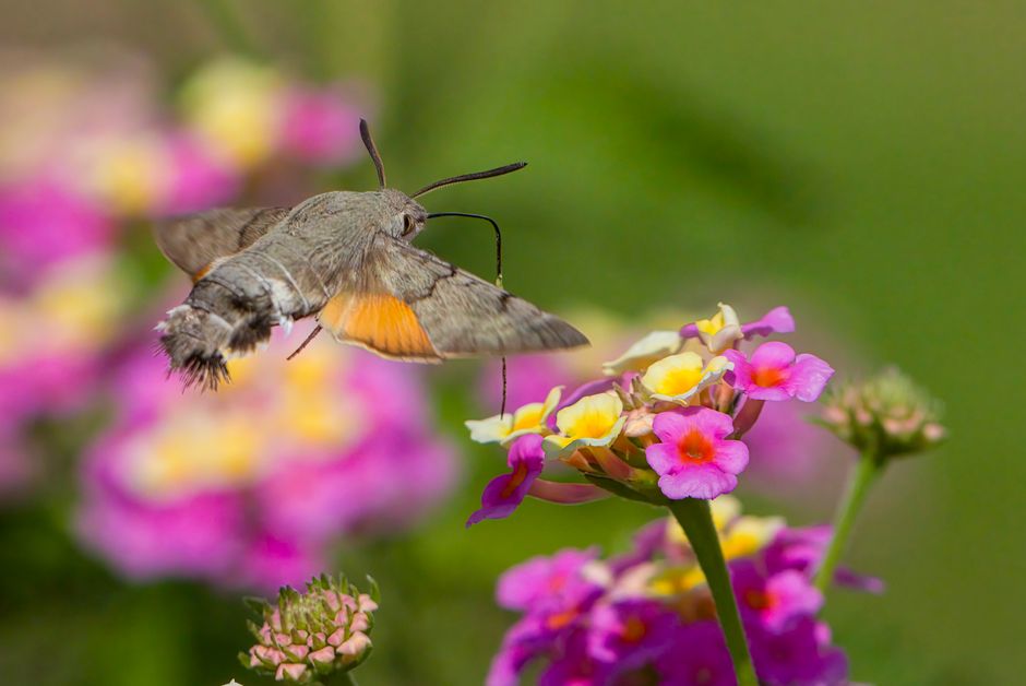 Close-up of a hummingbird hawk-moth hovering near vibrant lantana flowers in a garden.