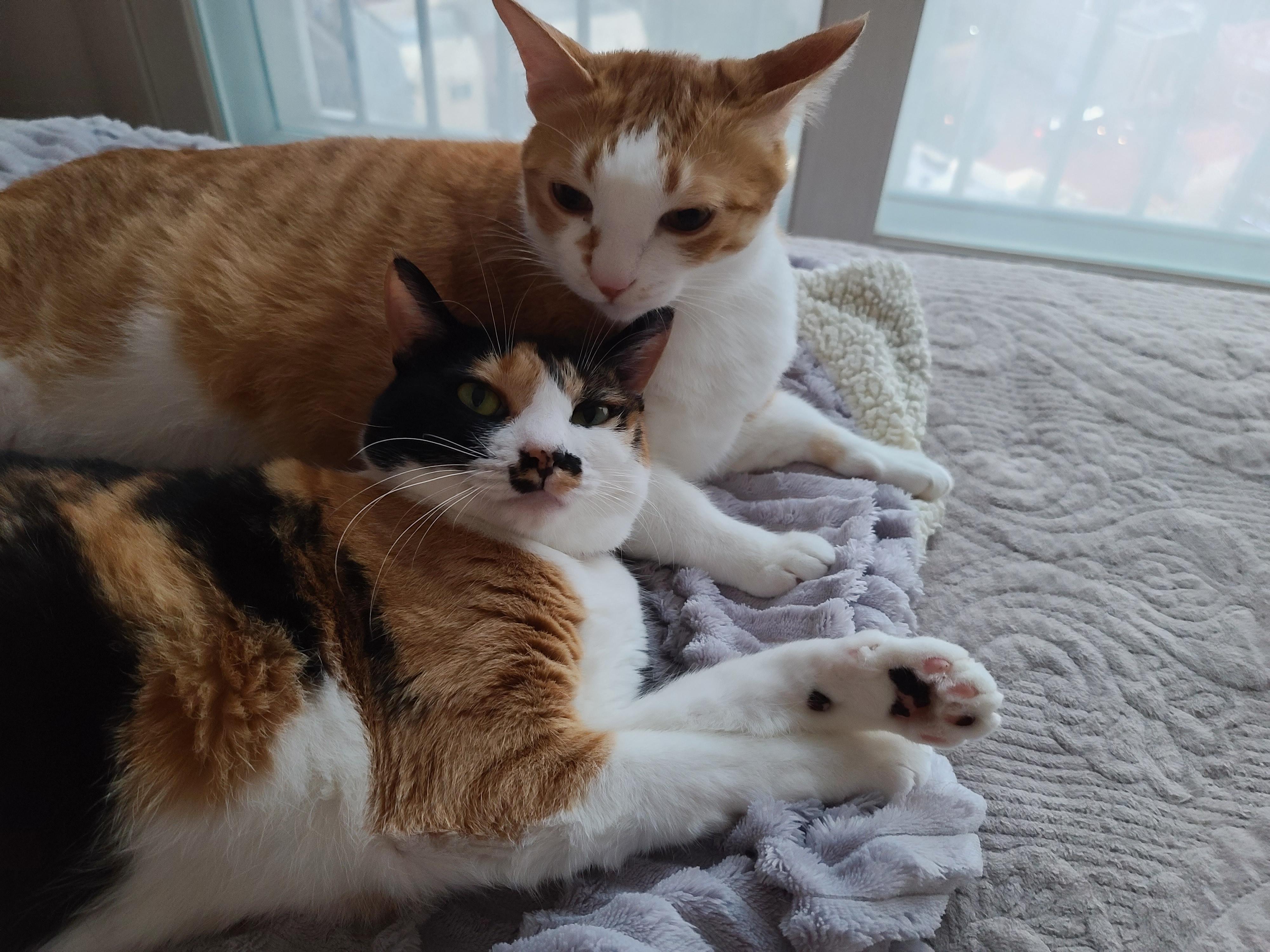 우리집 달달한 고양이 커플. 다다는 호야바라기.