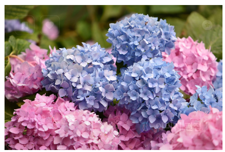 2025 전국 수국꽃 축제 TOP 5