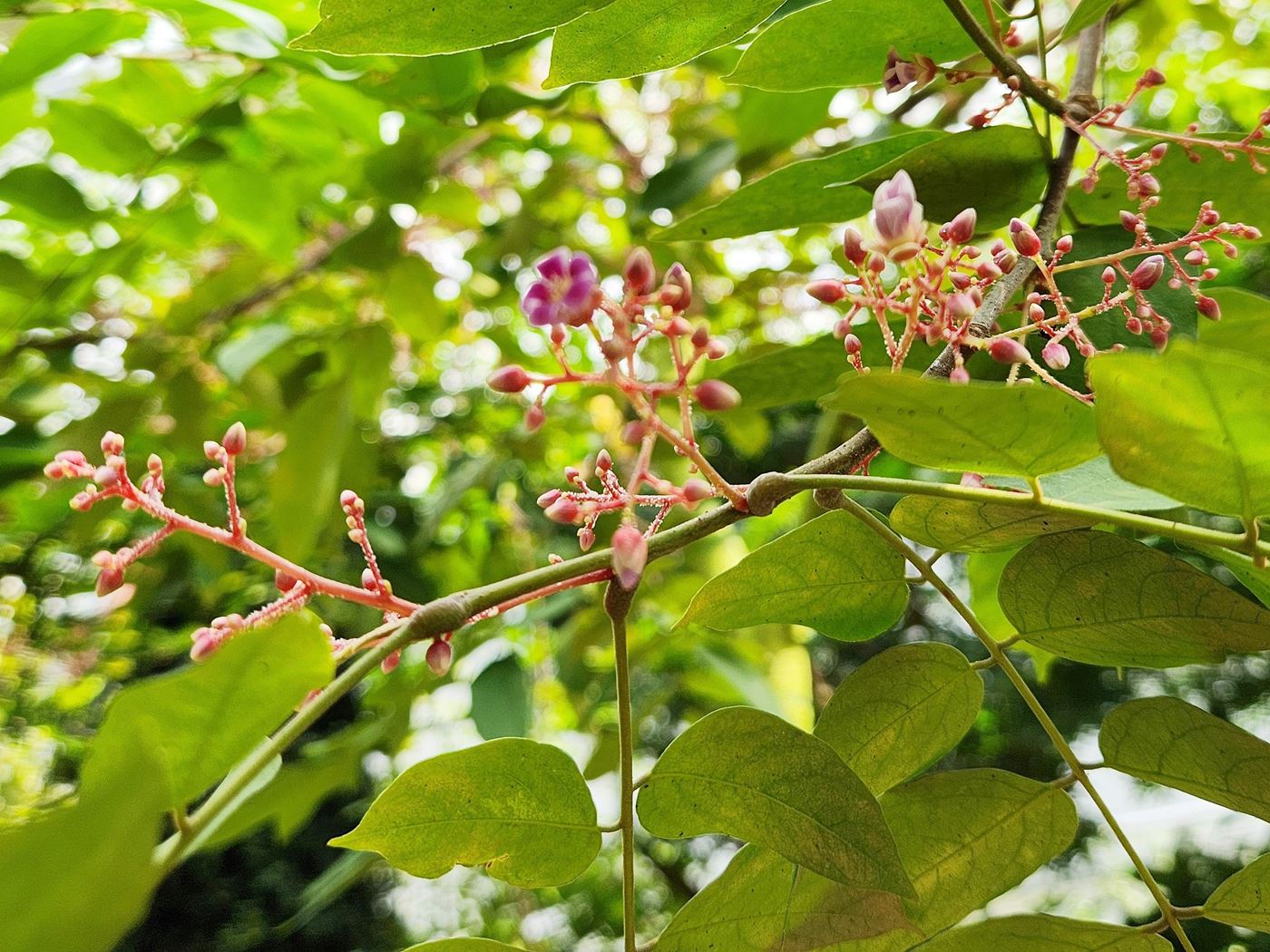 카람볼라